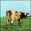 Atom Heart Mother